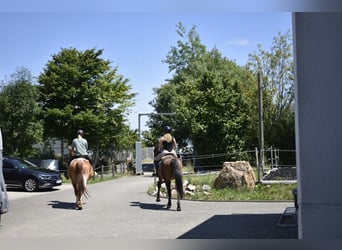German Sport Horse, Gelding, 3 years, 16 hh, Brown
