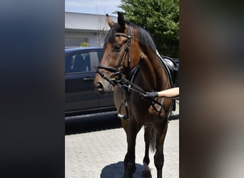 German Sport Horse, Gelding, 3 years, 16 hh, Brown