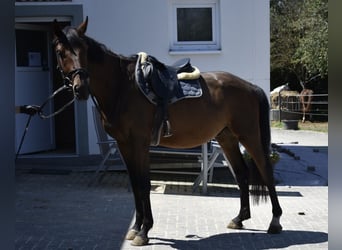 German Sport Horse, Gelding, 3 years, 16 hh, Brown