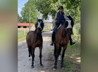 German Sport Horse Mix, Gelding, 3 years, 16 hh, Brown