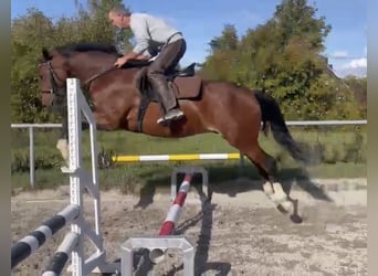 German Sport Horse, Gelding, 3 years, 16 hh, Brown