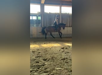 German Sport Horse, Gelding, 3 years, 16 hh, Brown