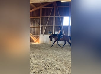 German Sport Horse, Gelding, 3 years, 16 hh, Brown