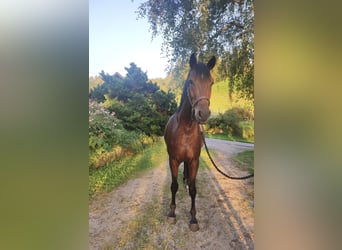 Deutsches Sportpferd, Wallach, 3 Jahre, 16 hh, Brauner