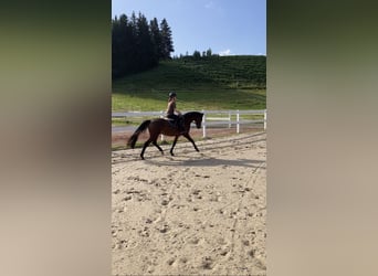 German Sport Horse, Gelding, 3 years, 16 hh, Brown