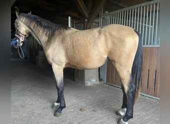 German Sport Horse, Gelding, 3 years, 16 hh, Buckskin