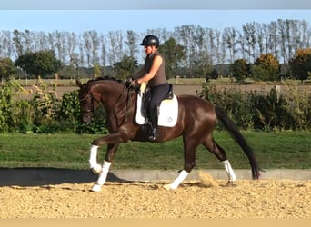 German Sport Horse, Gelding, 3 years, 16 hh, Chestnut