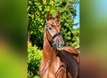 German Sport Horse, Gelding, 3 years, 16 hh, Chestnut