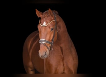 German Sport Horse, Gelding, 3 years, 16 hh, Chestnut