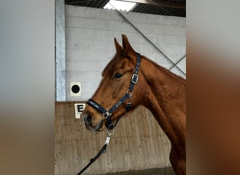 German Sport Horse, Gelding, 3 years, 16 hh, Chestnut-Red