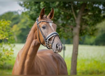 German Sport Horse, Gelding, 3 years, 16 hh, Chestnut-Red