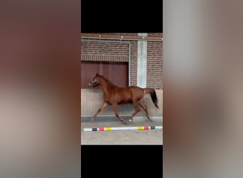 German Sport Horse, Gelding, 3 years, 16 hh, Chestnut-Red