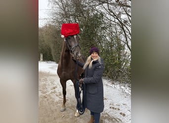 German Sport Horse, Gelding, 3 years, 16 hh