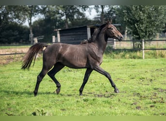 German Sport Horse, Gelding, 3 years, 16 hh, Gray-Dark-Tan