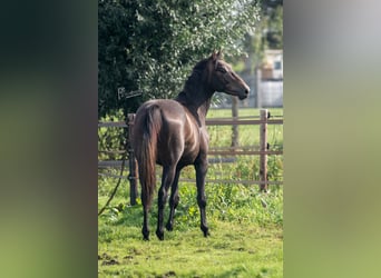 German Sport Horse, Gelding, 3 years, 16 hh, Gray-Dark-Tan