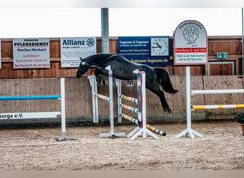 German Sport Horse, Gelding, 3 years, 16 hh, Gray-Dark-Tan
