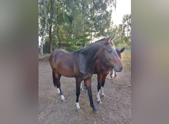 German Sport Horse, Gelding, 3 years, 16 hh