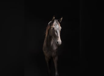 German Sport Horse, Gelding, 3 years, 16 hh, Smoky-Black