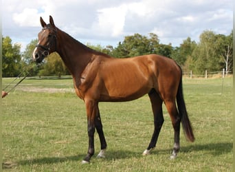 German Sport Horse, Gelding, 3 years, 16,1 hh, Bay-Dark