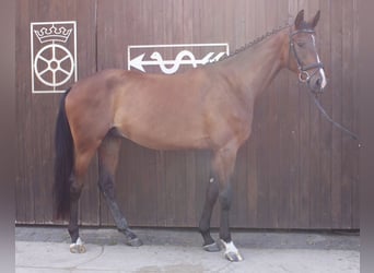 German Sport Horse, Gelding, 3 years, 16,1 hh, Bay-Dark