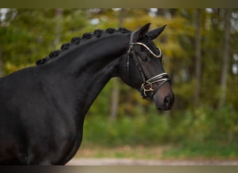 German Sport Horse, Gelding, 3 years, 16,1 hh, Bay-Dark