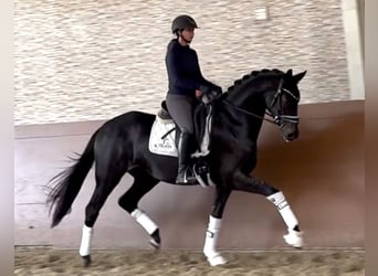German Sport Horse, Gelding, 3 years, 16,1 hh, Bay-Dark