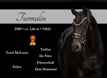 German Sport Horse, Gelding, 3 years, 16,1 hh, Bay-Dark
