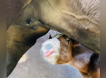 German Sport Horse, Gelding, 3 years, 16,1 hh, Brown