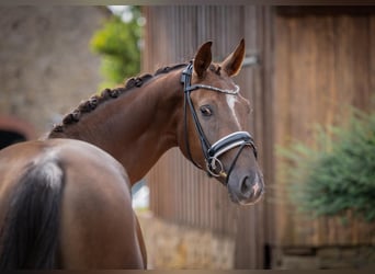German Sport Horse, Gelding, 3 years, 16,1 hh, Chestnut