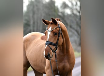 German Sport Horse, Gelding, 3 years, 16,1 hh, Chestnut-Red