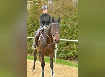 German Sport Horse, Gelding, 3 years, 16,2 hh, Bay-Dark