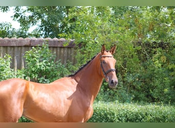German Sport Horse, Gelding, 3 years, 16,2 hh, Brown