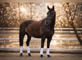 German Sport Horse, Gelding, 3 years, 16,2 hh, Chestnut