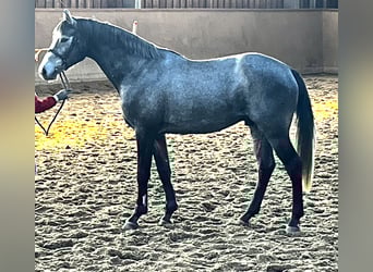 German Sport Horse, Gelding, 3 years, 16,2 hh, Gray