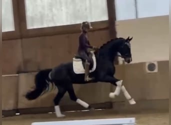 German Sport Horse, Gelding, 3 years, 16,2 hh, Smoky-Black