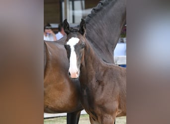 German Sport Horse, Gelding, 3 years, 16,3 hh, Brown