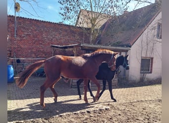 German Sport Horse, Gelding, 3 years, 16,3 hh, Chestnut-Red