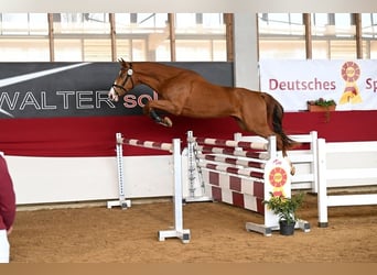 German Sport Horse, Gelding, 3 years, 16,3 hh, Chestnut-Red