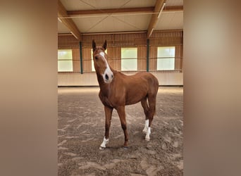 German Sport Horse, Gelding, 3 years, 16,3 hh, Chestnut-Red