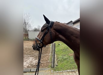 German Sport Horse, Gelding, 3 years, 17.1 hh, Chestnut