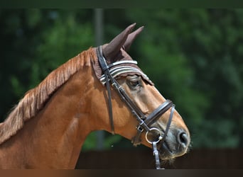 German Sport Horse, Gelding, 3 years, 17.1 hh, Chestnut