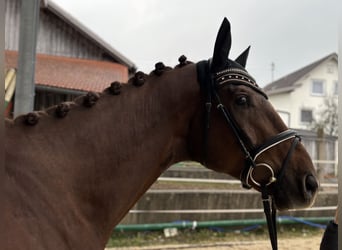 German Sport Horse, Gelding, 3 years, 17.1 hh, Chestnut