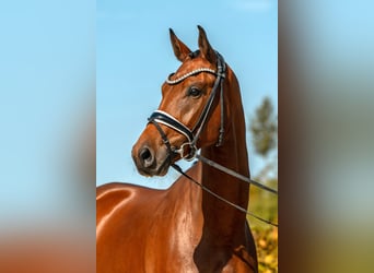 German Sport Horse, Gelding, 3 years, 17 hh, Brown