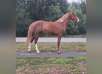 German Sport Horse, Gelding, 3 years, 17 hh, Brown-Light