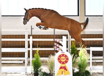 German Sport Horse, Gelding, 3 years, 17 hh, Chestnut-Red