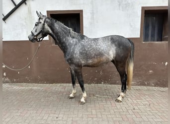 German Sport Horse, Gelding, 3 years, 17 hh, Gray-Dapple