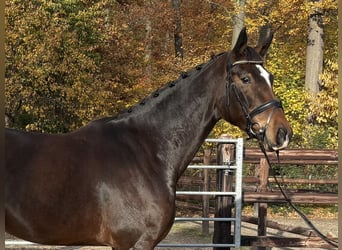 German Sport Horse, Gelding, 3 years, 17 hh, Smoky-Black