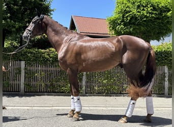 German Sport Horse, Gelding, 3 years, 17,1 hh, Chestnut