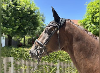German Sport Horse, Gelding, 3 years, 17,1 hh, Chestnut