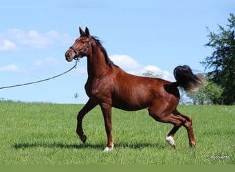 German Sport Horse, Gelding, 3 years, 17,1 hh, Chestnut-Red